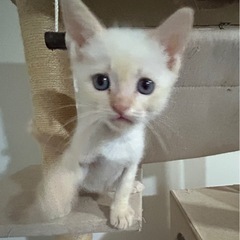 人懐っこく賢い 白とクリームミックスでブルーアイの子猫