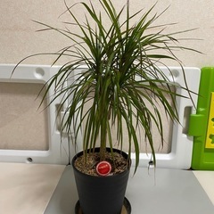 幸福の木　観葉植物