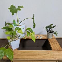 【限定２台】メダカビオトープBOX・小さな家庭菜園BOXの画像