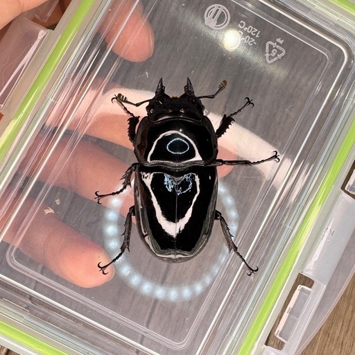 タランドゥスオオツヤクワガタ③