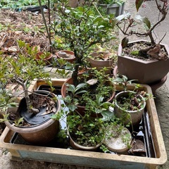 植木鉢小さめ　約30個以上あると思います。家にあるのすべての画像