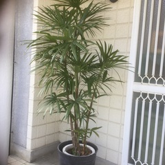 棕櫚竹。プラスチィックカバーつき