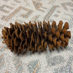 大きな松ぼっくりの画像
