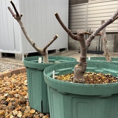 いちじく 苗 5品種 浜松市 手渡し