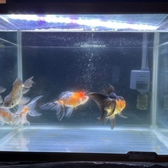 金魚　鈴木系東錦とジャンボ獅子頭の子