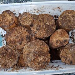 硬いクヌギのバクテリア材の画像