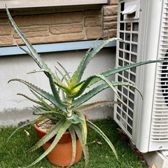 キダチアロエ