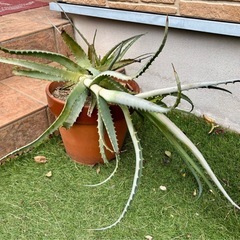 キダチアロエ