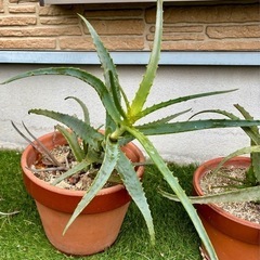 キダチアロエ