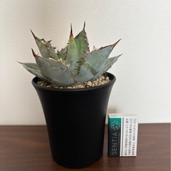 値下げ。アガベ　チタノタブルーの画像