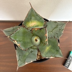 値下げ。アガベ　チタノタブルーの画像