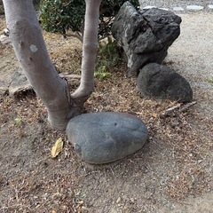 庭石・多数