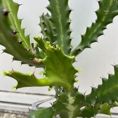 ＊ユーフォルビア  ラクテア 多肉植物＊
の画像