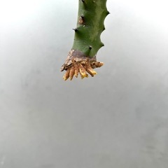 ＊ユーフォルビア  ラクテア 多肉植物＊
の画像