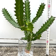 ＊ユーフォルビア  ラクテア 多肉植物＊
