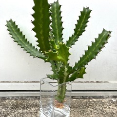 ＊ユーフォルビア  ラクテア 多肉植物＊
の画像