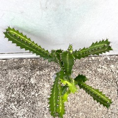 ＊ユーフォルビア  ラクテア 多肉植物＊
の画像