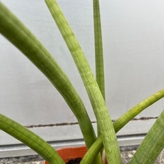 ＊サンスベリア スタッキー 多肉植物＊ の画像