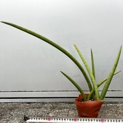 ＊サンスベリア スタッキー 多肉植物＊ の画像