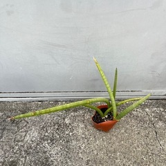 ＊サンスベリア スタッキー 多肉植物＊ の画像
