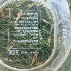 ミナミヌマエビすくい　auペイ使えますの画像
