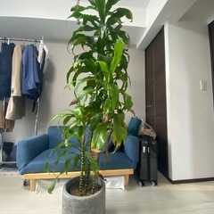 観葉植物の画像