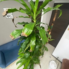 観葉植物の画像