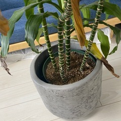 観葉植物の画像