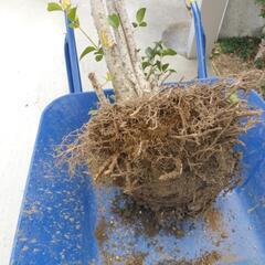 植木　垣根　ヒイラギナンテン5mの画像