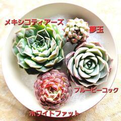 多肉植物 韓国苗4種の画像