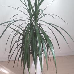 【無料】観葉植物/ドラセナ コンシンネ/状態良し