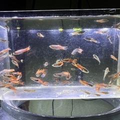 グッピーとメダカ　全部で2000円