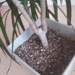 【無料】観葉植物/ドラセナ コンシンネ/状態良しの画像