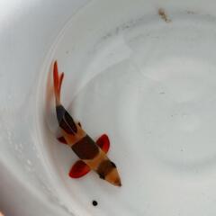 クラウンローチ　10cmほど