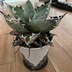 ランキングキーワードに紐づく投稿画像-観葉植物