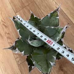 アガベ　チタノタの画像