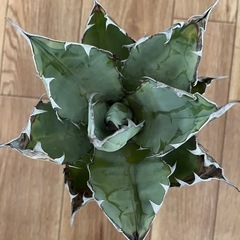 アガベ　チタノタの画像
