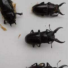 クメジマノコギリクワガタ、♂♀ペア