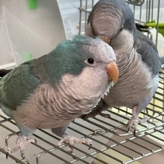 【迷い鳥】逃げたオキナインコを探しています