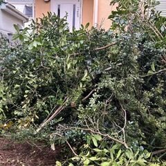 伐採した木の枝差し上げます。 の画像