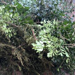 伐採した木の枝差し上げます。 の画像