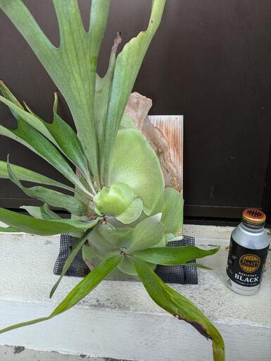 ビカクシダ