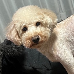 マルチーズ