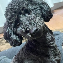 マルチーズ