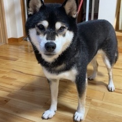 黒柴女の子6歳 - 犬
