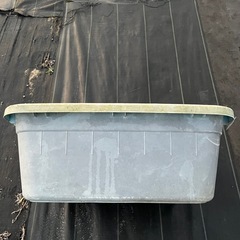 最終値下　金魚　メダカ　飼育　容器　ジャンボ　100L　　タライ　の画像