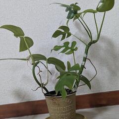 モンステラ　黄色い植木鉢