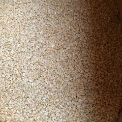 くず米　小鳥の餌　飼料などに　　4の画像