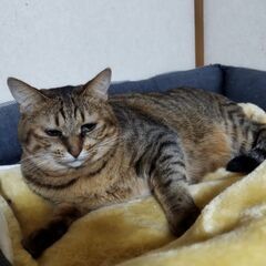 キジトラ2歳♀里親募集