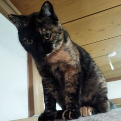 サビ♀1歳　里親募集